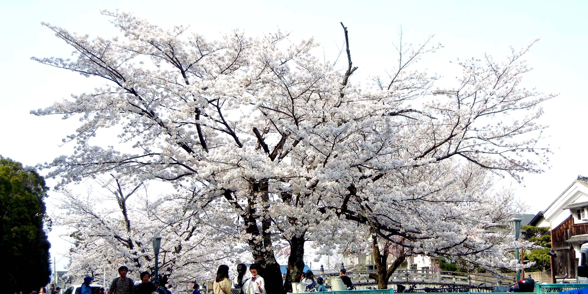 ▲安居橋（たいこ橋）の桜