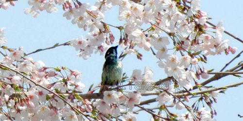 ▲山路大谷川の桜に鶯？