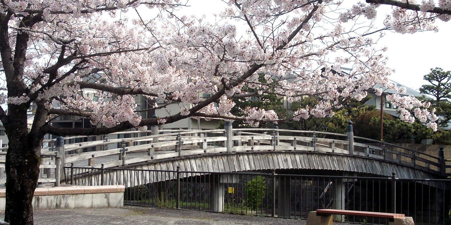 ▲安吾橋 (太鼓橋) の桜