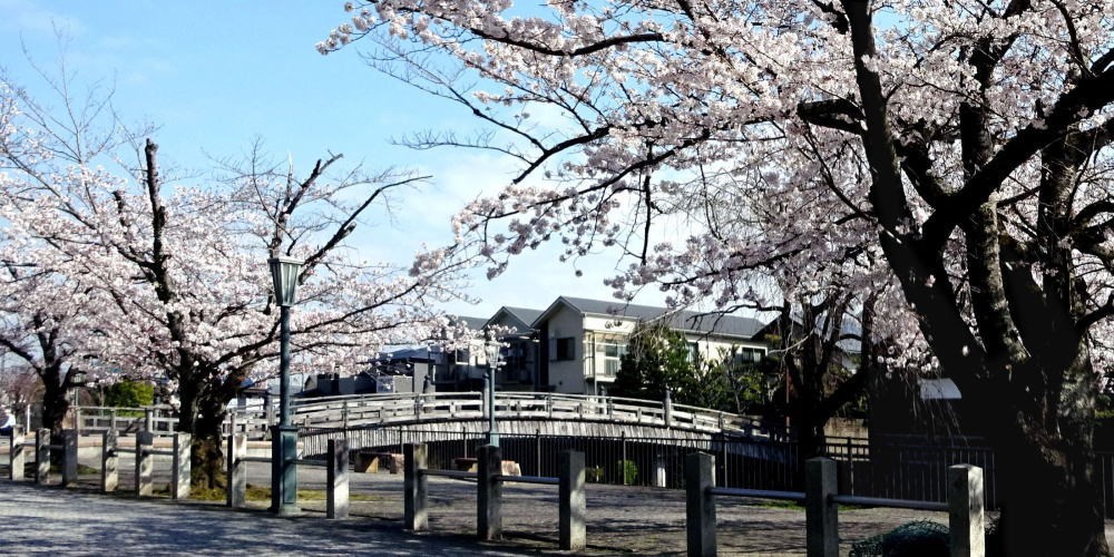 ▲3月20日 安吾橋(太鼓橋)夕刻の桜