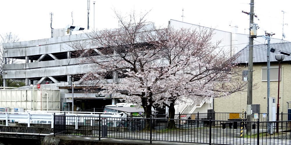 ▲3月28日 山路大谷川(東屋)の桜