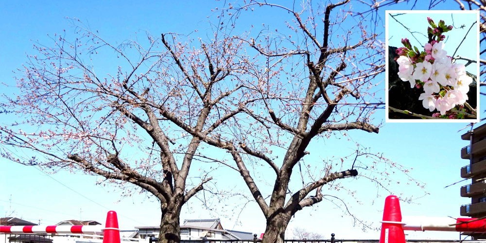 ▲ 山路大谷川の開花した桜肩
